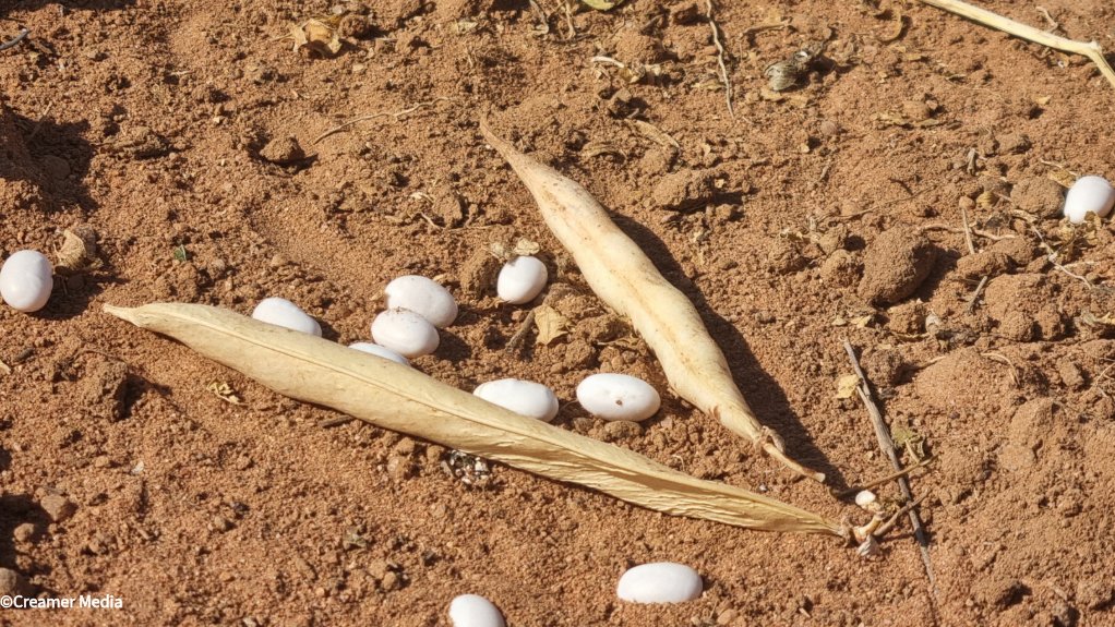 Small white beans and pod on ground