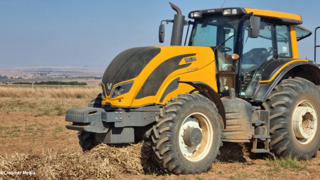 Small white bean harvesting