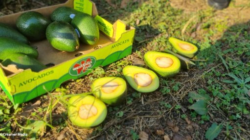 Westfalia Fruit avo farm