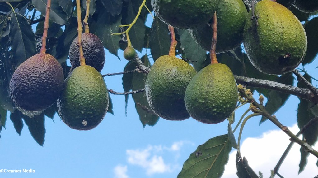 Westfalia Fruit avo farm in Tzaneen