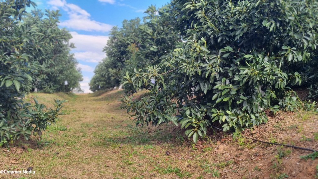 Westfalia Fruit avo farm in Tzaneen