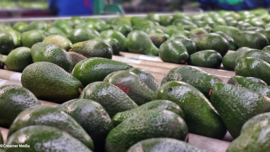 Westfalia Fruit avo farm in Tzaneen