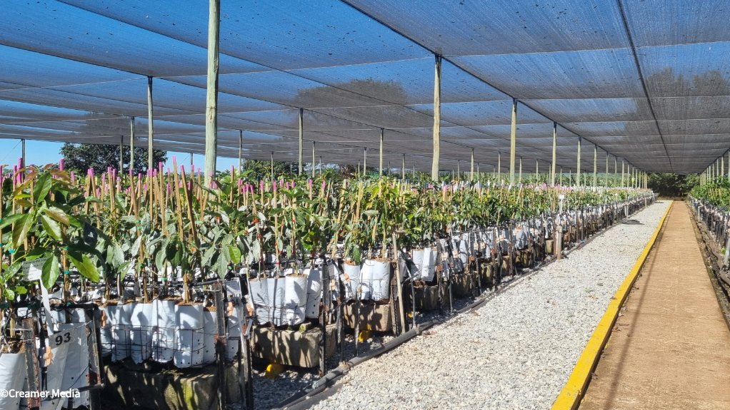Westfalia Fruit avo farm in Tzaneen