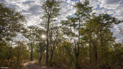 Forest conservation project in Zimbabwe