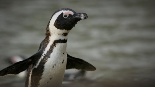 African penguin