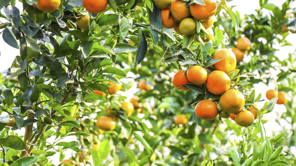Orbia Netafim Celebrates 60 Years of Empowering Farmers Through Precision Irrigation