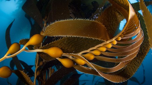 Kelp farm