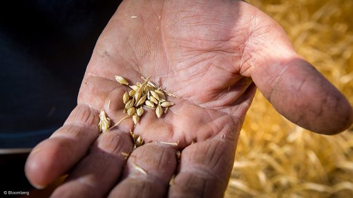 grain in hand