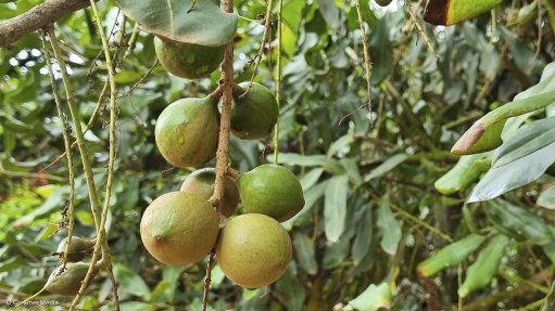 Macadamia nut tree
