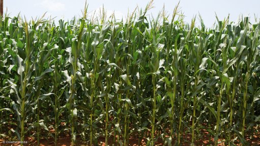 Cornfield