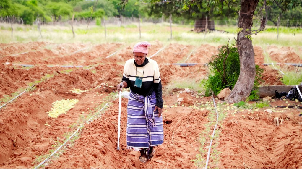 Farmer on tomato farm