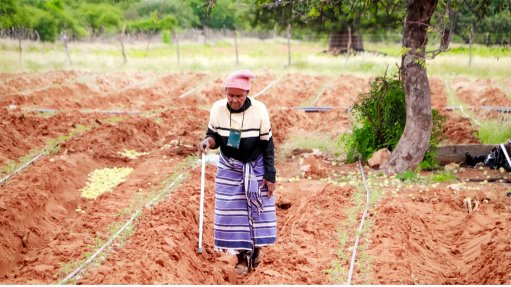Farmer on tomato farm