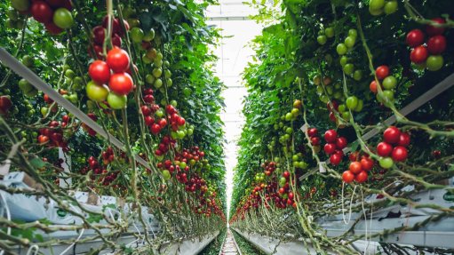 The above image depicts a tomato farm
