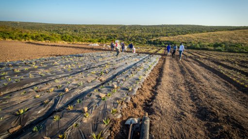 Biodegradable mulch films laid across a pineapple farm