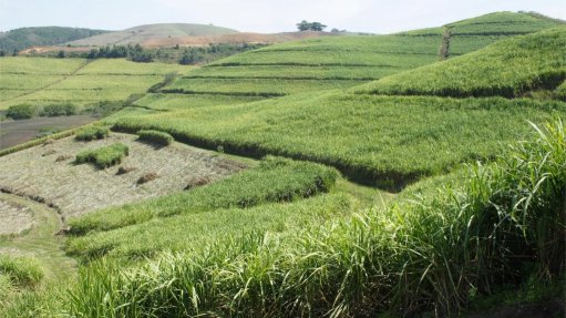 Sugarcane field