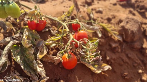Tomato farm 