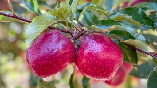 Flash Gala apples