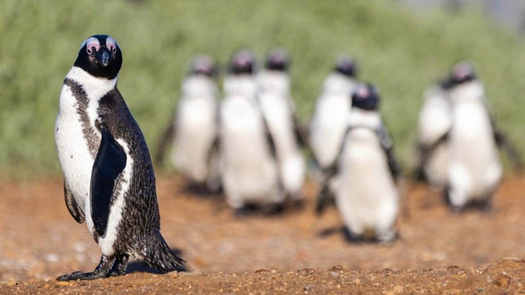 African penguin