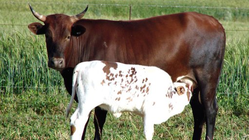 Nguni cattle