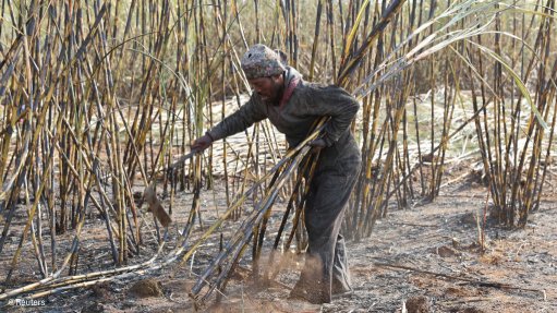 A working harvesting sugar cane in KwaDukuza