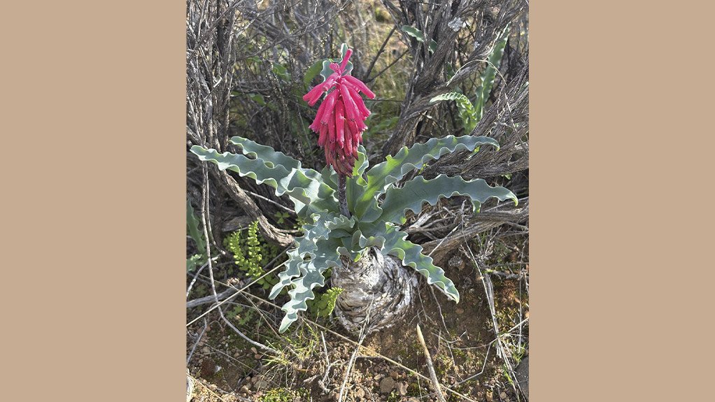 Protecting biodiversity at the Karreebosch Wind Farm facility includes relocating delicate species such as the Forest Lily