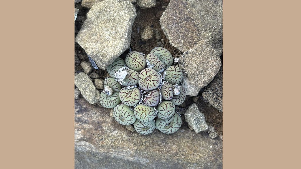 The Button Plant is among the sensitive species rescued from construction areas on the Karreebosch Wind Farm facility