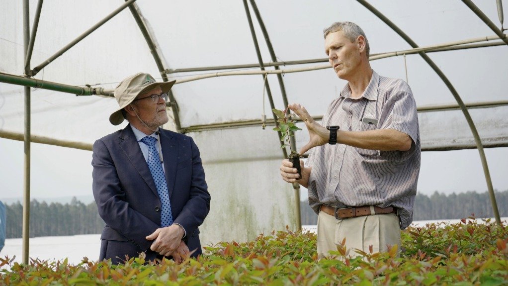 Celebrating Arbor Month: Sappi’s commitment to indigenous forests  