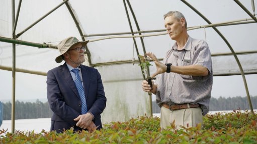 Celebrating Arbor Month: Sappi’s commitment to indigenous forests  