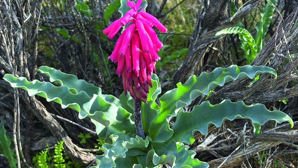 The above image depicts an indiginous plant that was ramoved to be placed into a nursery for recuperation