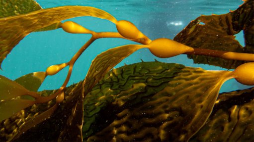 Image of kelp