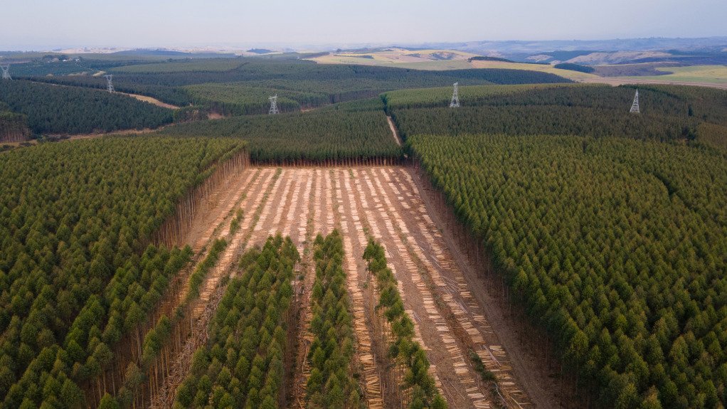 An image of the Ihluku timber farm