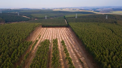 An image of the Ihluku timber farm