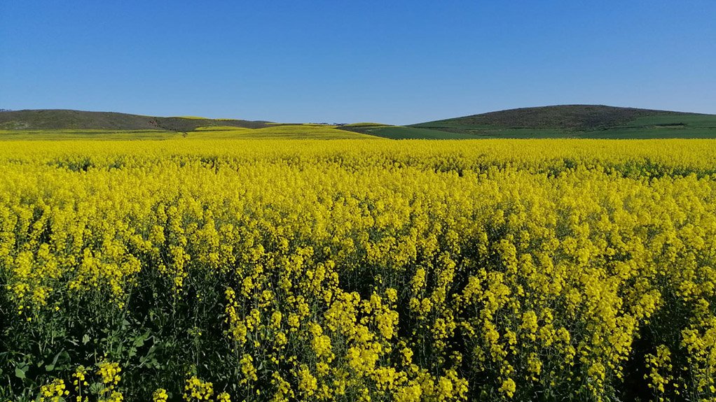 Canola farm