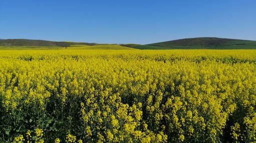 Canola farm