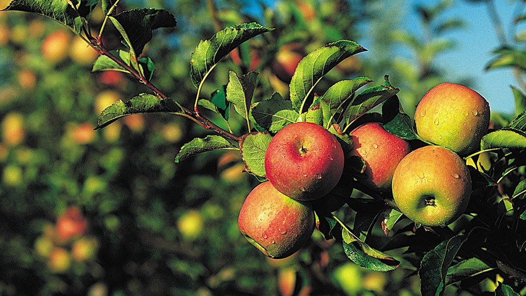 apples