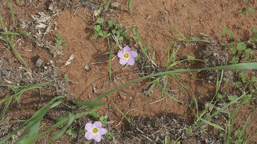 Environmental management includes dedicated search and rescue operations for indigenous flora, ensuring protected plant species are identified, carefully relocated and preserved ahead of construction activities