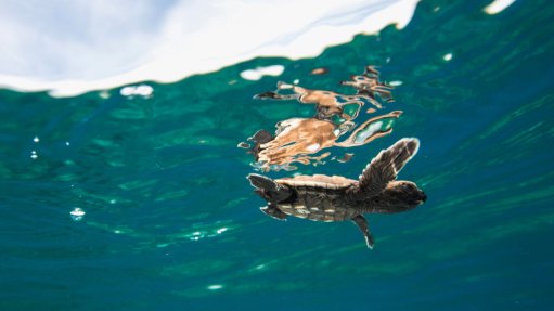 A baby turtle in the ocean 