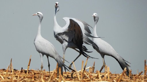 Blue Crane birds