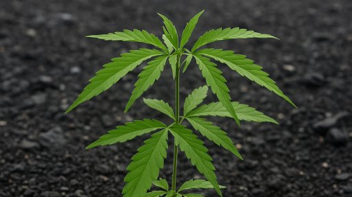 Kenaf growing on coal dump