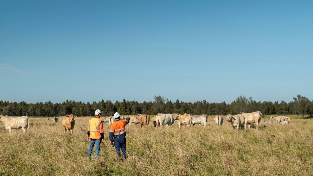 REHABILITATED LAND USED FOR GRAZING
Harmony Gold, and other mining companies, has rehabilitated and repurposed land that is used for livestock grazing