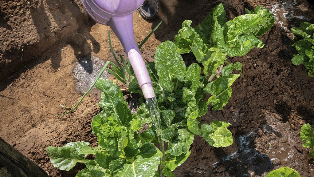 Harvesting change: Shoprite’s R1-million food garden competition launches