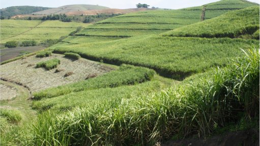 The above image depicts a field of sugarcane