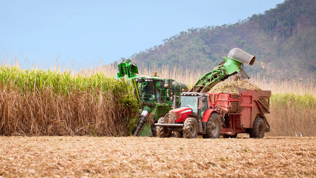 The above image depicts sugarcane being harvested