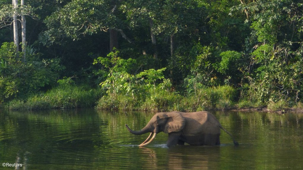 Elephant walking in a river