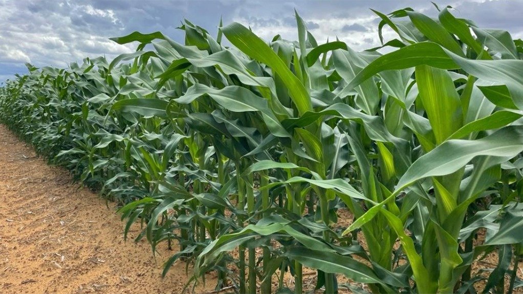 Maize is one of main crops targeted by Custom Chemistry
