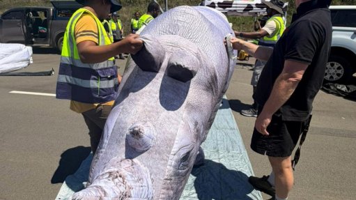 The above image depicts an inflatable rhino that was used in the collision testing 