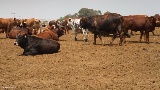 Cattle on a farm