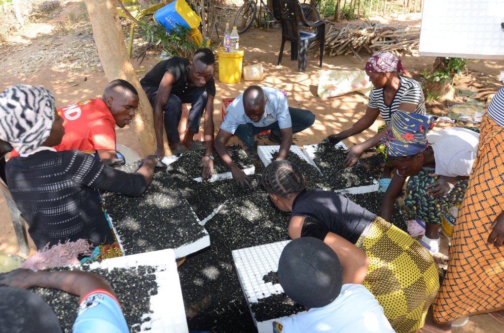 Image of farmers seeding vegetable seeds in trays