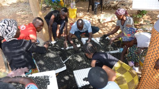  	Farmers seeding vegetable seeds in trays