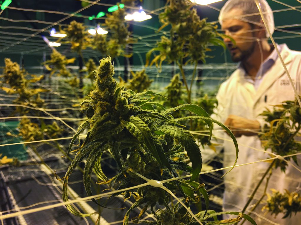 An image of a Cilo Cybin cannabis plant flower room 